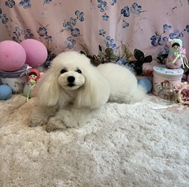 ���{�p�t�i�g�C�v�[�h���j2 |