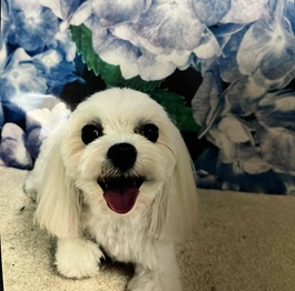 �k�|�R�i�}���`�[�Y�j2 |