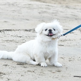 �ۂ񂸁i�y�L�j�[�Y�j2 |