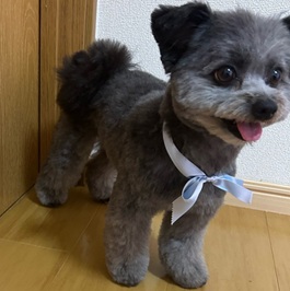 �|�|�iMIX�i�|�����j�A���~�g�C�v�[�h���j2 |