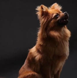 �߉��@�|���[ �l�h�w�i�i�|�����j�A���E�`�����j2