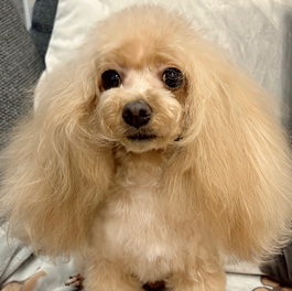 �v�e�B�[�i�g�C�v�[�h���j2 |