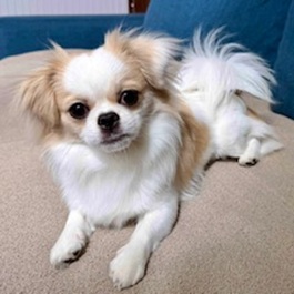 �Ղ����iMIX�i�`�����~�y�L�j�[�Y�j�j2 |