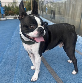 �炢�ށi�{�X�g���e���A�j2 |