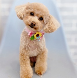  ���R ���i�g�C�v�[�h���i�e�B�[�J�b�v)1|