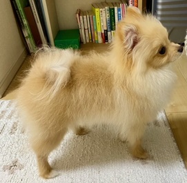 �����@�V���o�i�|�����j�A���j2 |