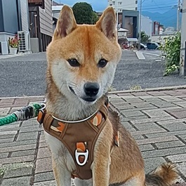 ���{�D���i�ӂ����j�i���āj2 |