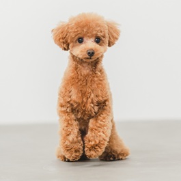 �R�m�i�g�C�v�[�h���j2 |