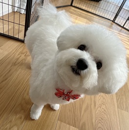 �����i�r�V�����t���[�[�j2 |