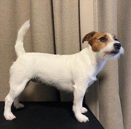 �����c�i�W���b�N���b�Z���e���A�j2 |