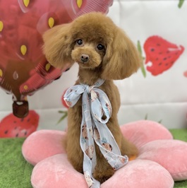 �㒷�씪�痬�i�₿��j�i�g�C�v�[�h���j2 |