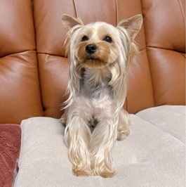 ��߁i���[�N�V���[�e���A�j2 |