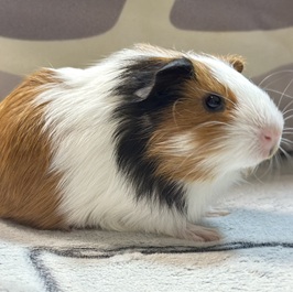 �V���C���i�C���O���b�V���������b�g�@)2 | MORUCO�y�b�g���f��</title>1�@