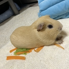 �����i���V�A���������b�g)2 | MORUCO�y�b�g���f��</title>1�@