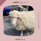 CM撮影in福岡　羊　momoちゃん