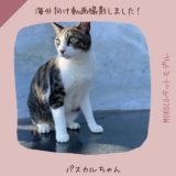 海外向けプロモーション動画撮影in愛知県　日本猫のパスカルちゃん