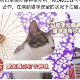 台湾向け観光動画　日本猫パスカルちゃん