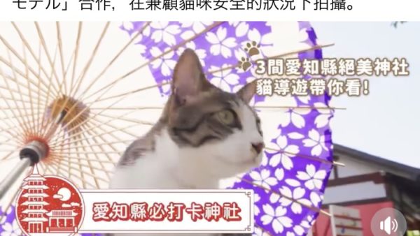 台湾向け観光動画　日本猫パスカルちゃん