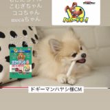ドギーマンハヤシ様のCM公開中‼️