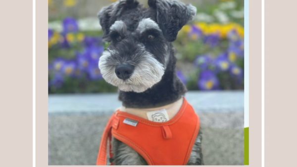 シュナウザー　広告モデル　すいかちゃん　福岡