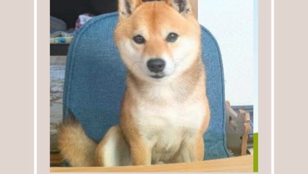 柴犬　広告モデル　颯太ちゃん　福岡