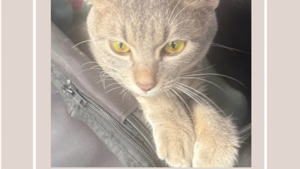 web動画撮影　うたたねちゃん