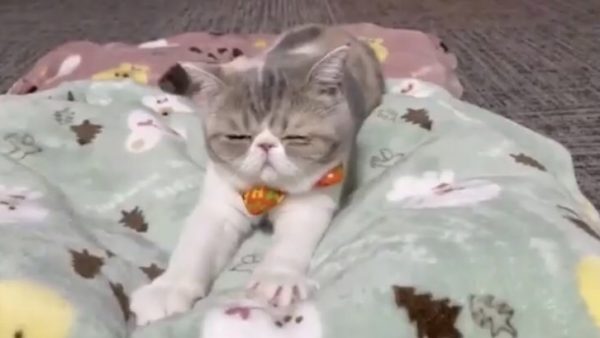 フジコー様CM出演中