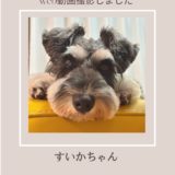 シュナウザーすいかちゃんweb広告撮影