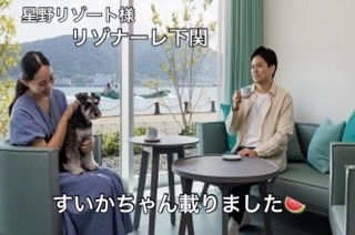 星野リゾート様「リゾナーレ下関」シュナウザーすいかちゃん