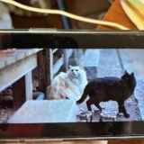 韓国ドラマ「模範タクシー3」にベイダーちゃんとノエルちゃん出演