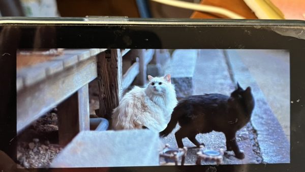 韓国ドラマ「模範タクシー3」にベイダーちゃんとノエルちゃん出演