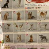 犬猫LIFEさんとMORUCOペットモデルのコラボ企画