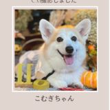 コーギーこむぎちゃんCM撮影