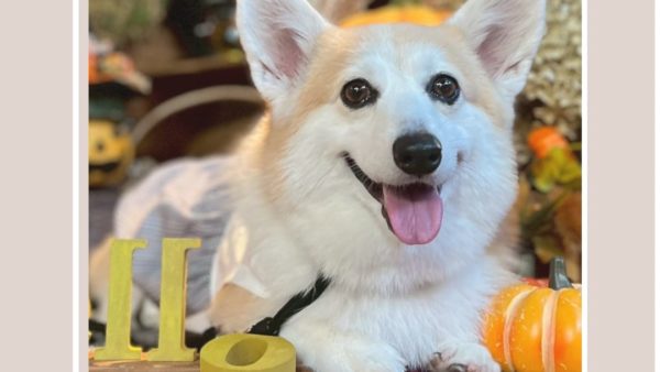 コーギーこむぎちゃんCM撮影