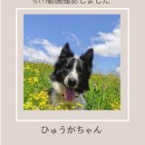 ボーダーコリーひゅうがちゃんweb動画撮影