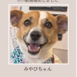 ジャックラッセルテリアのみやびちゃん　web動画の撮影