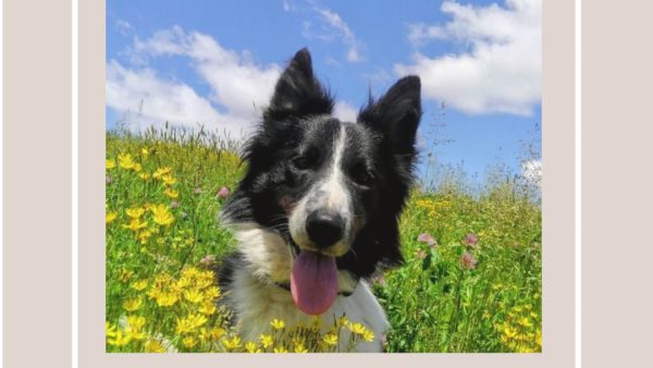 ボーダーコリーひゅうがちゃんweb動画撮影