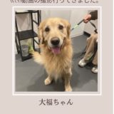 ゴールデンレトリバー大福ちゃんweb動画撮影