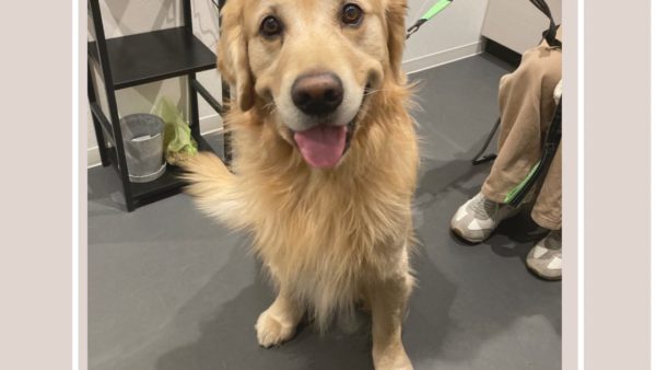 ゴールデンレトリバー大福ちゃんweb動画撮影