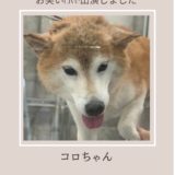柴犬コロちゃんお笑いライブ出演