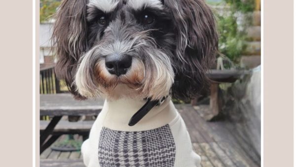 シュナウザー蘭丸ちゃんシアター動画撮影