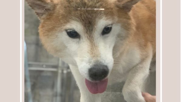 柴犬コロちゃんお笑いライブ出演