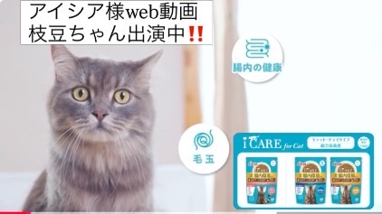 aixia様のweb動画にスコティッシュフォールドの枝豆ちゃん出演しました