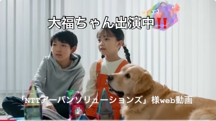 ゴールデンレトリバーの大福ちゃんの出演中web動画